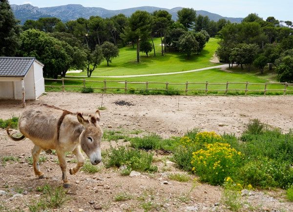 Les pensionnaires du Golf Bastide de la Salette