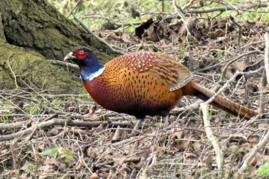 Un geste généreux pour la biodiversité : perdrix et faisans au cœur du golf