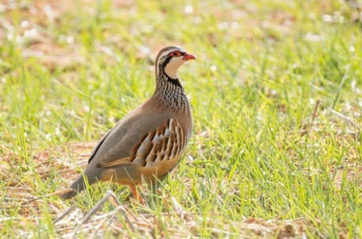 Un geste généreux pour la biodiversité : perdrix et faisans au cœur du golf