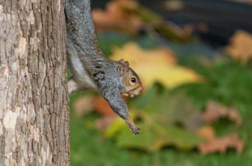 Le concours photo “Regards sur la Faune” est lancé : à vous d'immortaliser la biodiversité du Golf Bastide de la Salette