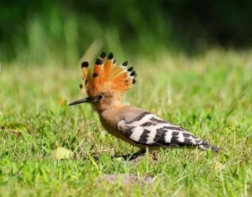 Le concours photo “Regards sur la Faune” est lancé : à vous d'immortaliser la biodiversité du Golf Bastide de la Salette