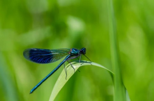 Le concours photo “Regards sur la Faune” est lancé : à vous d'immortaliser la biodiversité du Golf Bastide de la Salette