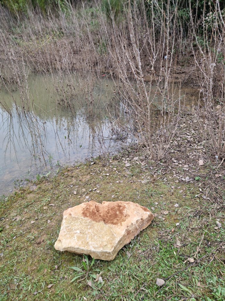 Les gardiens discrets des étangs : les crapauds du Golf Bastide de la Salette