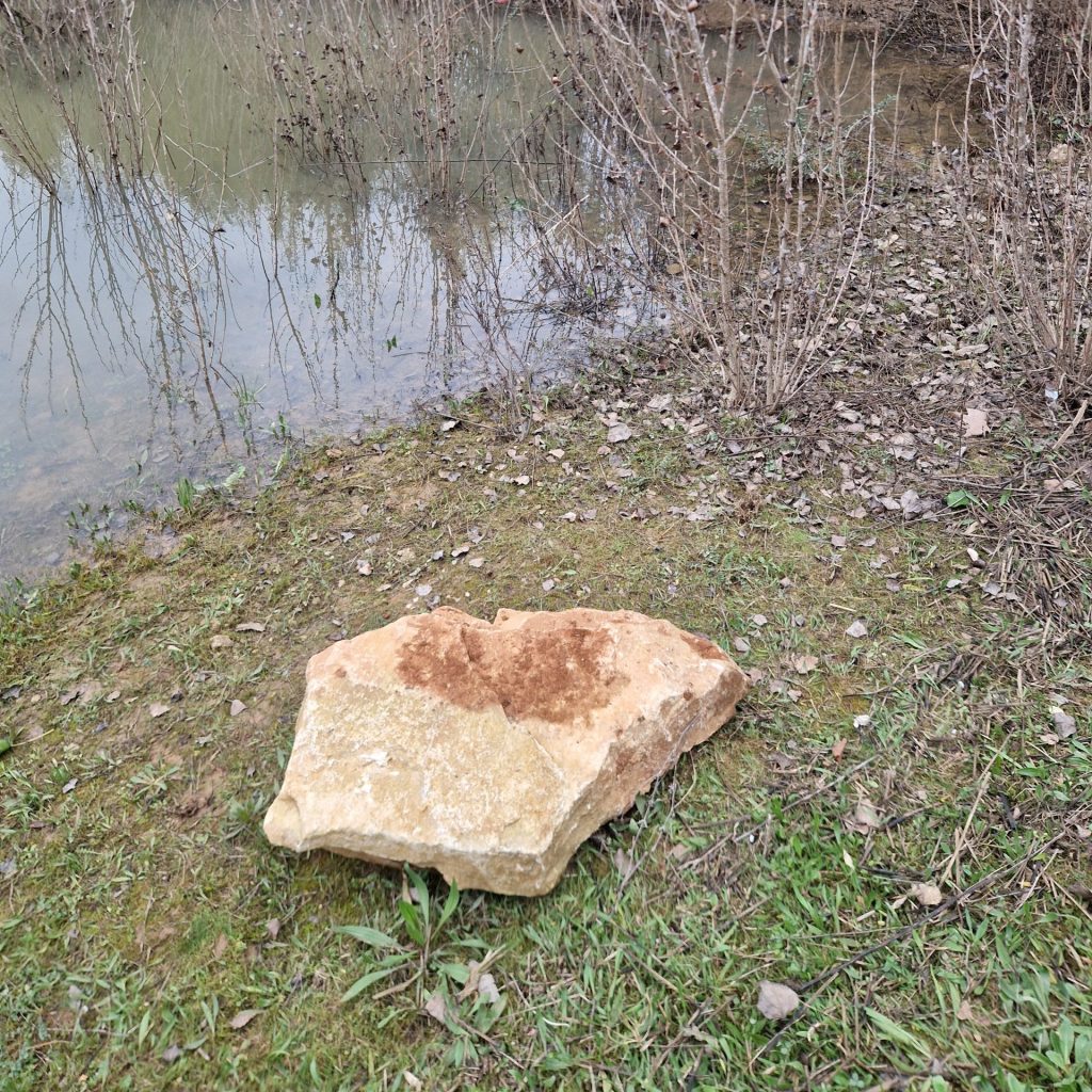 Les gardiens discrets des étangs : les crapauds du Golf Bastide de la Salette