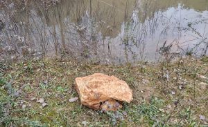 Les gardiens discrets des étangs : les crapauds du Golf Bastide de la Salette - Open Golf Club