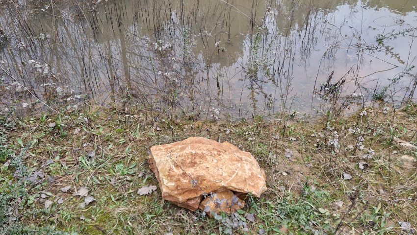 Les gardiens discrets des étangs : les crapauds du Golf Bastide de la Salette
