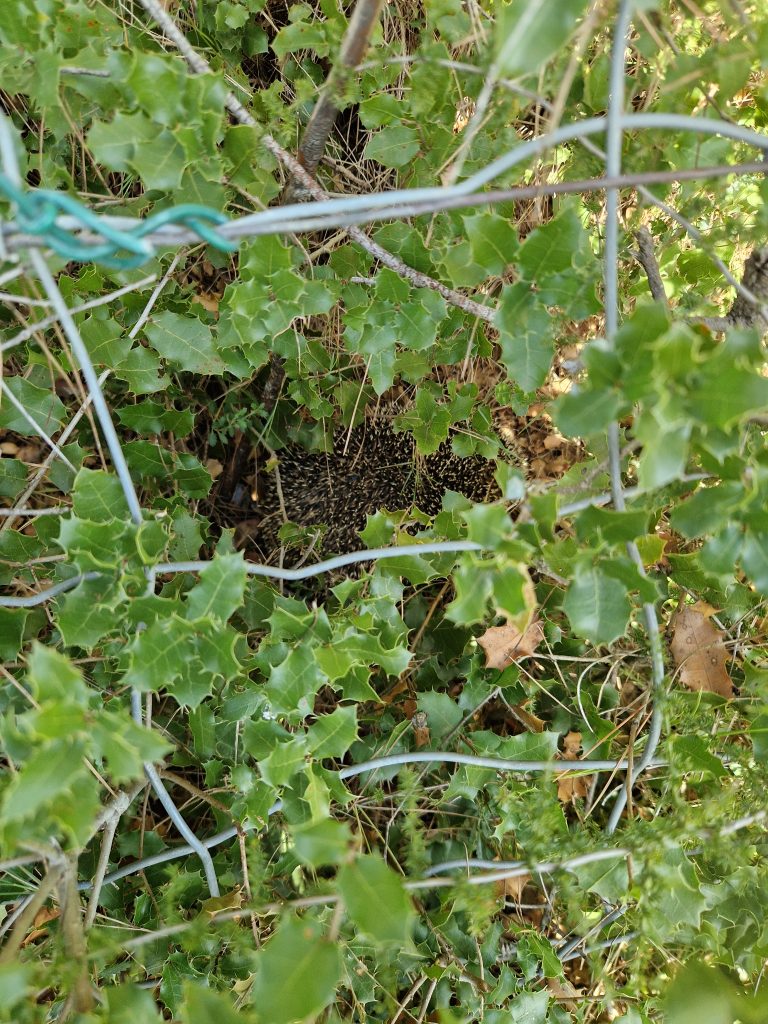 Le hérisson : un discret allié du Golf Bastide de la Salette