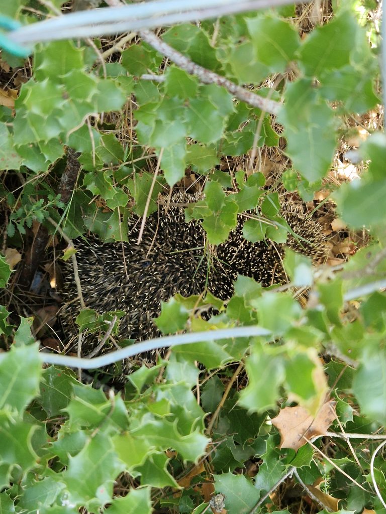 Le hérisson : un discret allié du Golf Bastide de la Salette