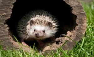 Le hérisson : un discret allié du Golf Bastide de la Salette - Open Golf Club