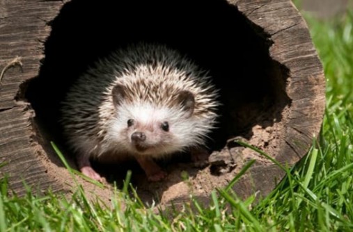 Le hérisson : un discret allié du Golf Bastide de la Salette