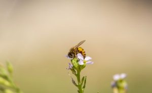 Dans les coulisses du golf : le travail essentiel des abeilles - Open Golf Club