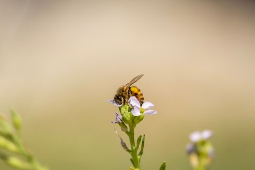 Dans les coulisses du golf : le travail essentiel des abeilles - Open Golf Club