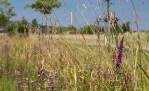 La fauche tardive - Open Golf Club